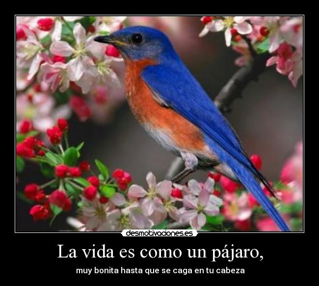 carteles vida vida desmotivaciones