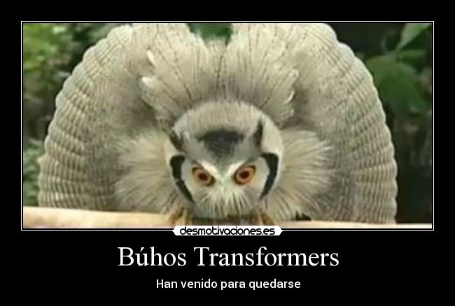 Búhos Transformers - Han venido para quedarse