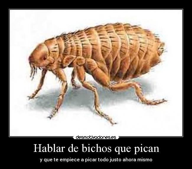 Hablar de bichos que pican - y que te empiece a picar todo justo ahora mismo