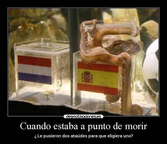 carteles pulpo paul espana holanda futbol humor desmotivaciones