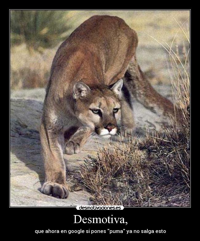 carteles puma desmotivaciones