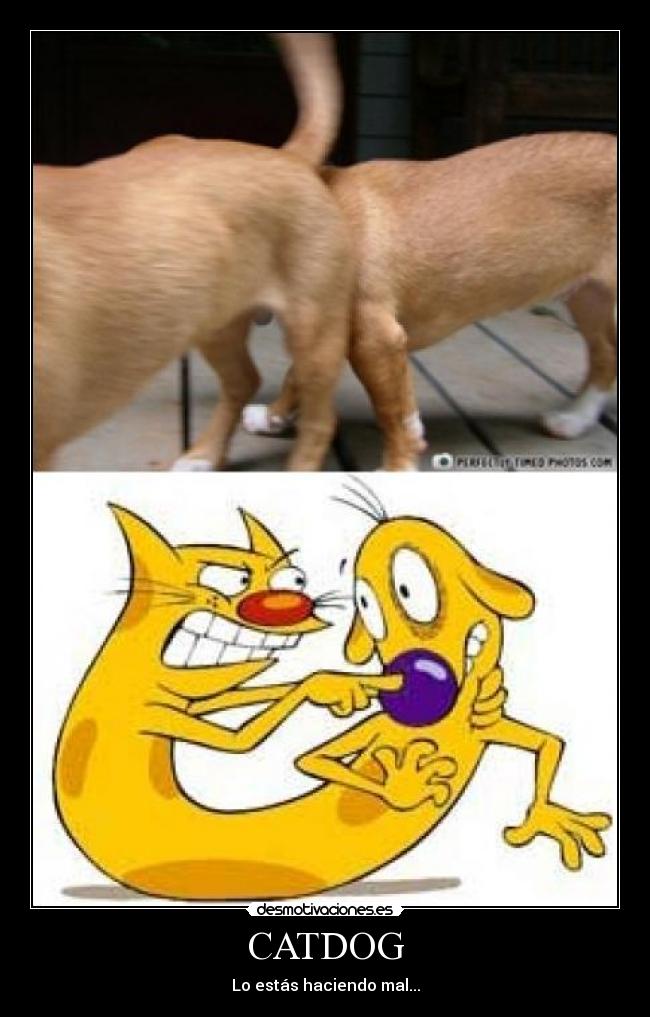 CATDOG - Lo estás haciendo mal...