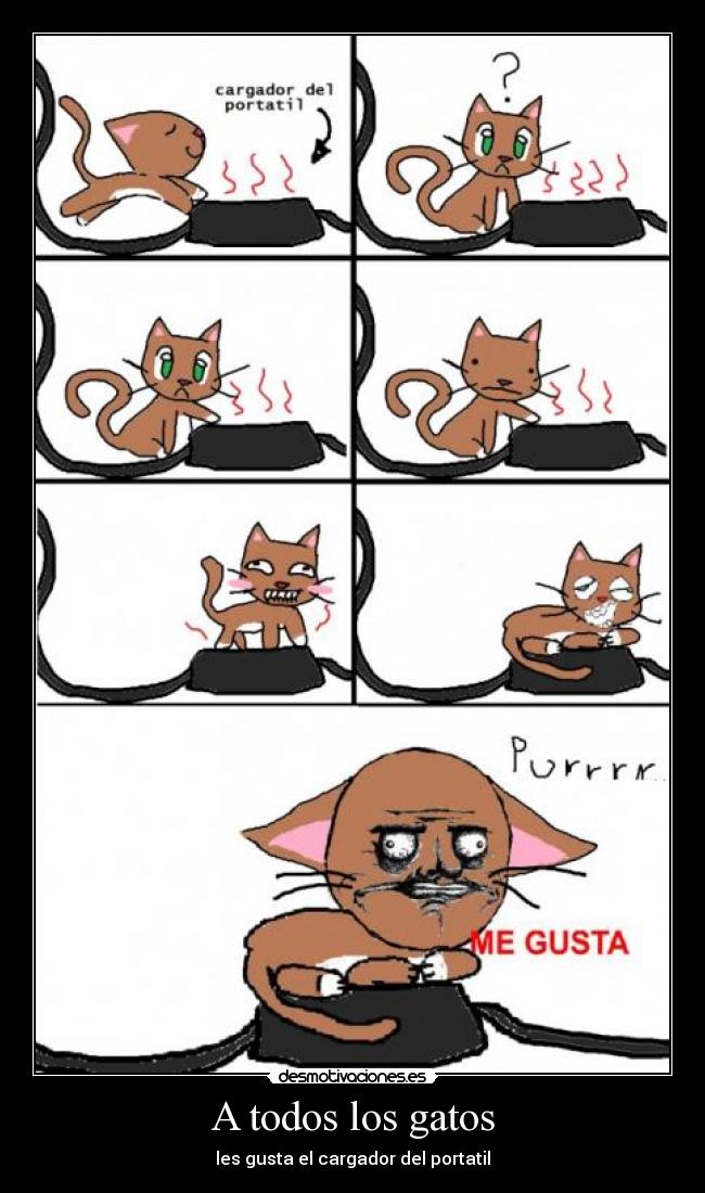 A todos los gatos - 