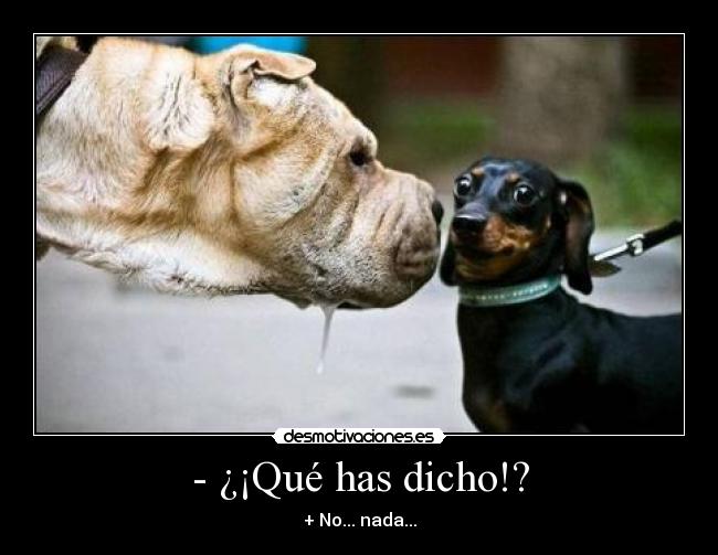 - ¿¡Qué has dicho!? - 