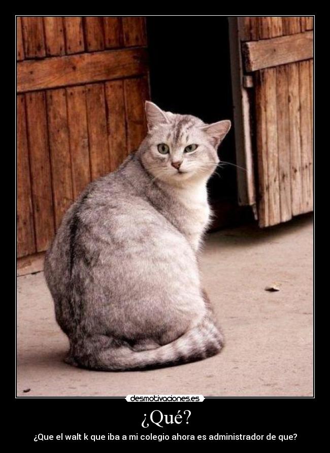 ¿Qué? - ¿Que el walt k que iba a mi colegio ahora es administrador de que?