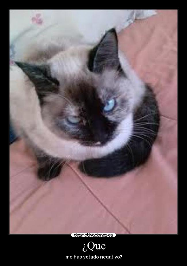 ¿Que - me has votado negativo?
