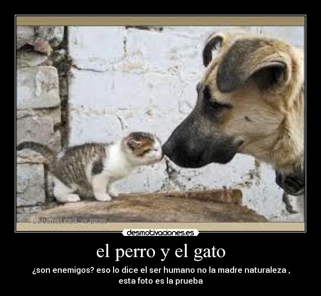 el perro y el gato - 