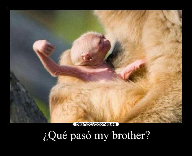 ¿Qué pasó my brother? - 