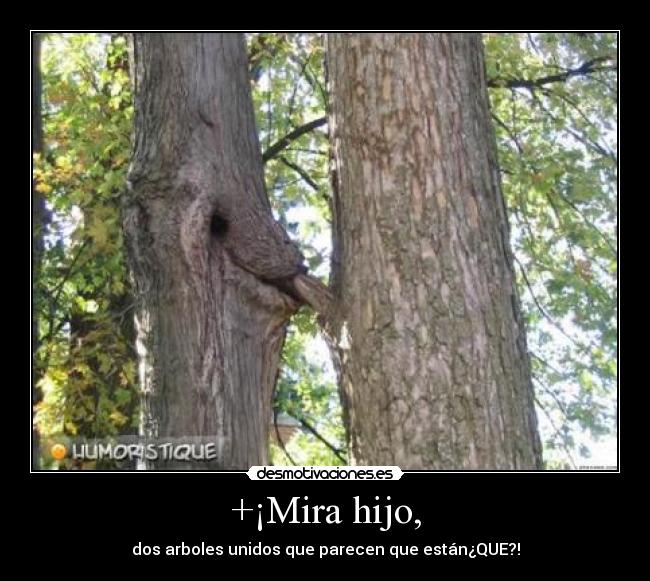 +¡Mira hijo, - dos arboles unidos que parecen que están¿QUE?!