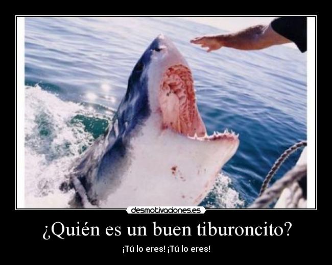 ¿Quién es un buen tiburoncito? - ¡Tú lo eres! ¡Tú lo eres!