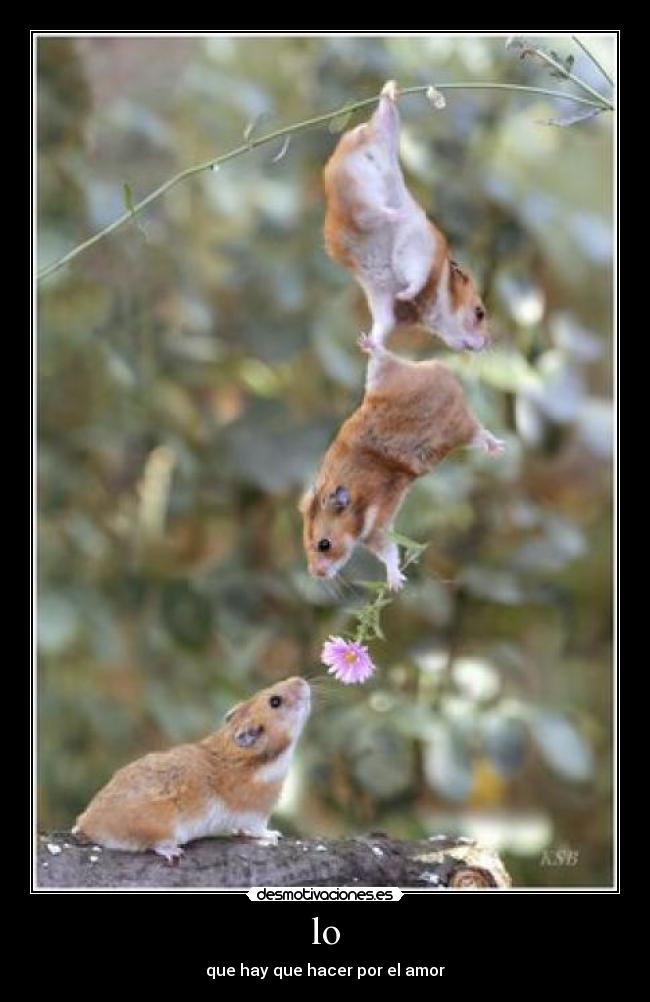 lo - que hay que hacer por el amor