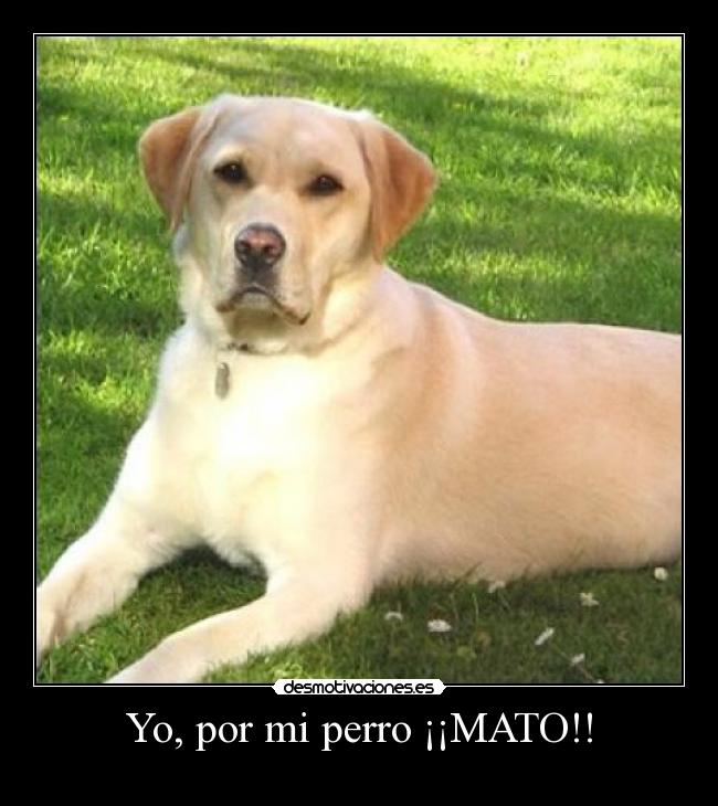 Yo, por mi perro ¡¡MATO!! -