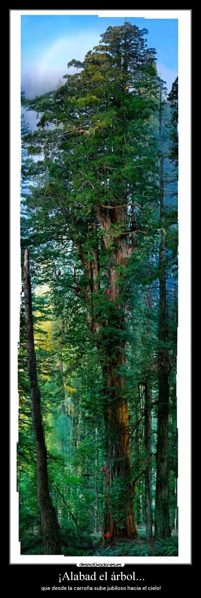 ¡Alabad el árbol... - que desde la carroña sube jubiloso hacia el cielo!