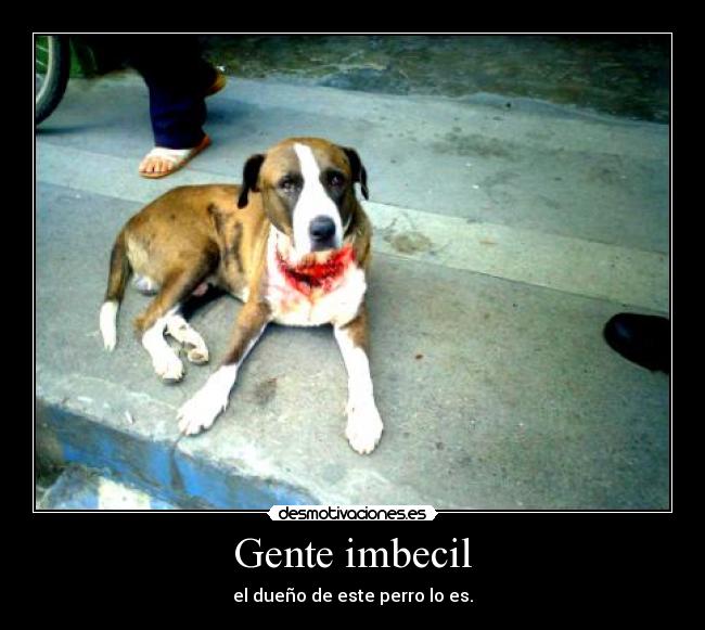 Gente imbecil - 