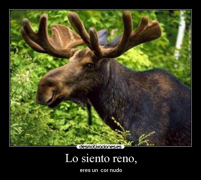 Lo siento reno, - eres un cor nudo