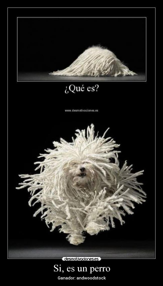Si, es un perro -