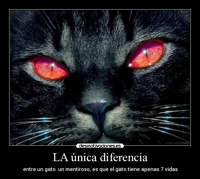 LA única diferencia - entre un gato un mentiroso, es que el gato tiene apenas 7 vidas