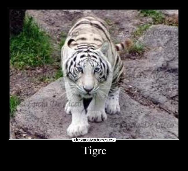 Tigre -
