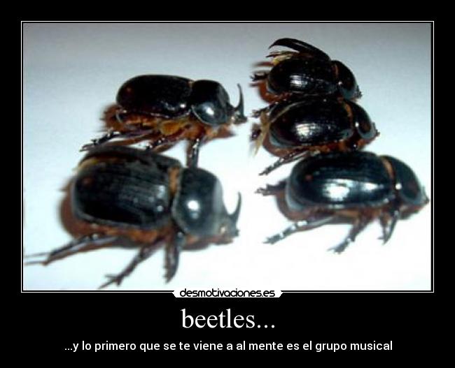 beetles... - 