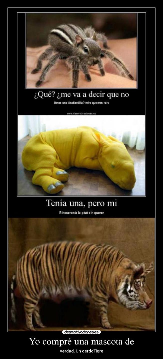 Yo compré una mascota de - verdad, Un cerdoTigre