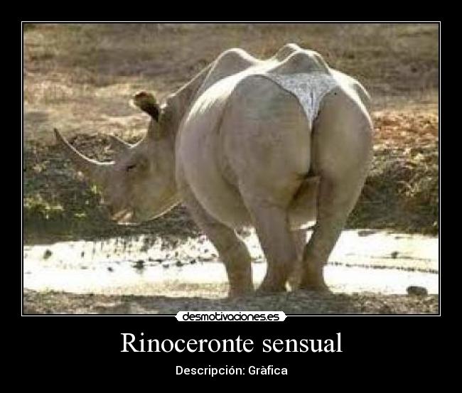 Rinoceronte sensual - 