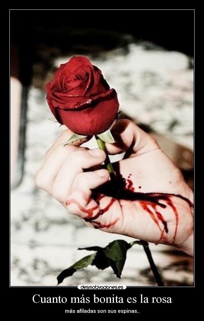 Cuanto más bonita es la rosa -