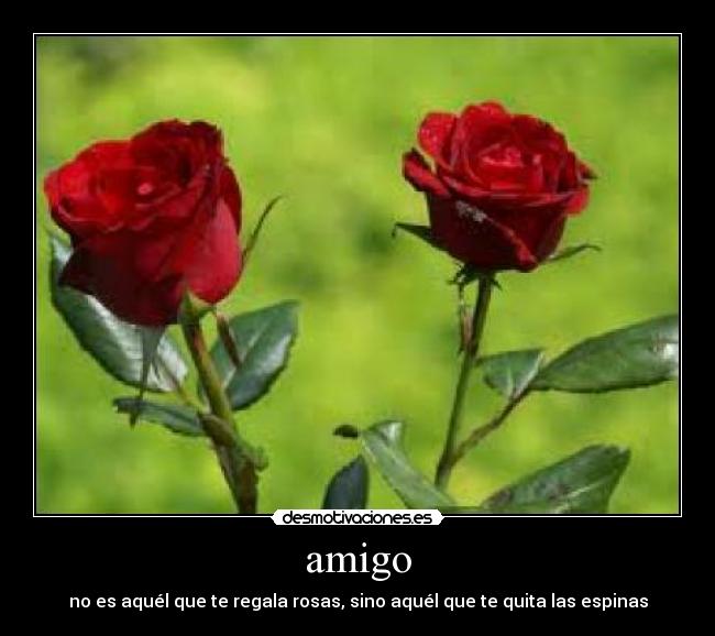 amigo - 