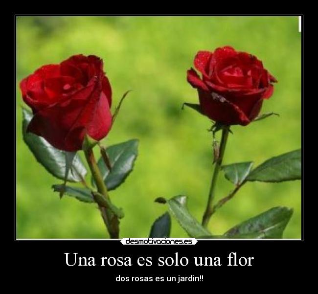 Una rosa es solo una flor - dos rosas es un jardin!!
