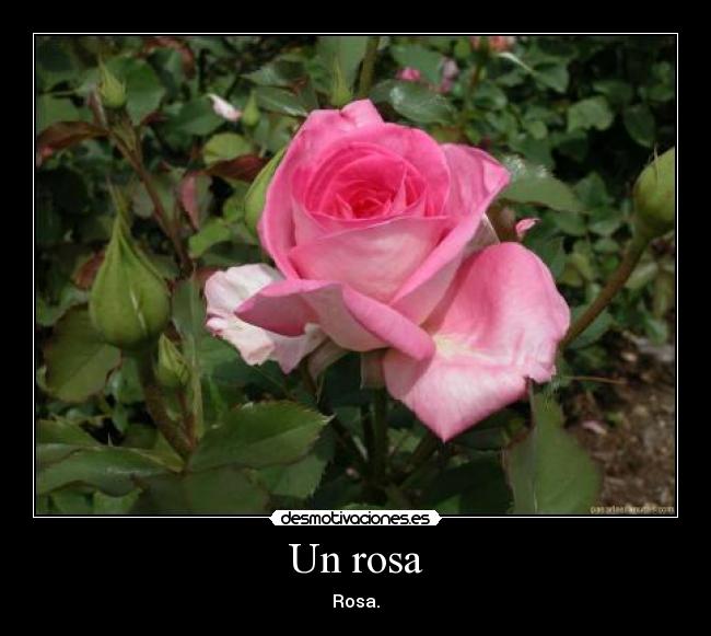 Un rosa -