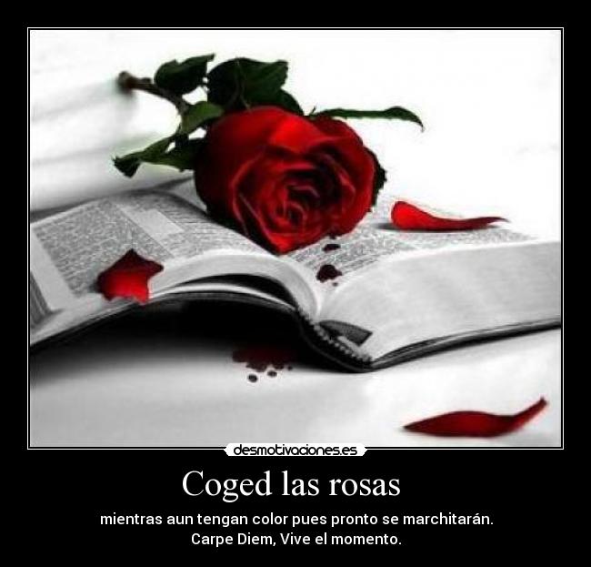 Coged las rosas  - 