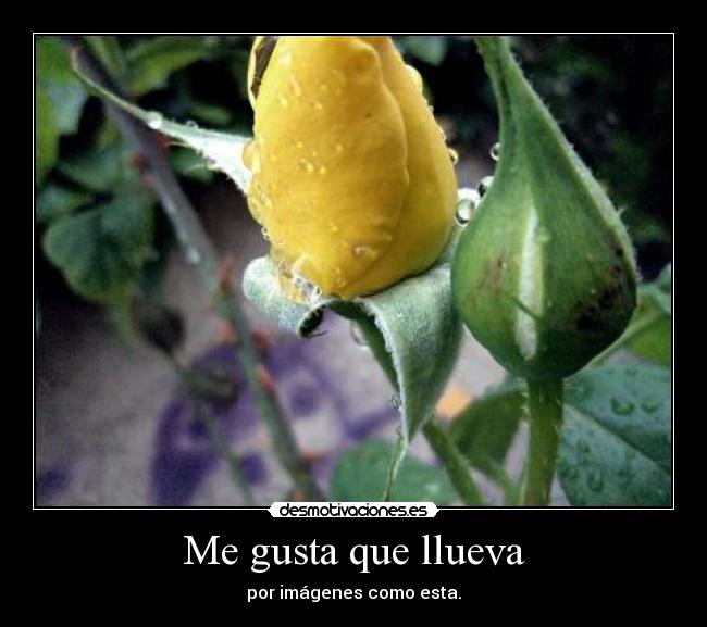 Me gusta que llueva -
