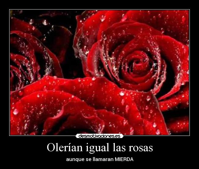 Olerían igual las rosas - 