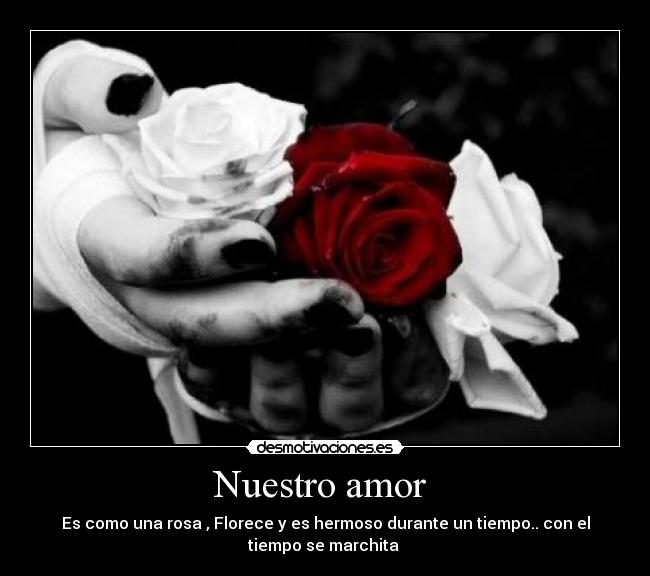 Nuestro amor  - Es como una rosa , Florece y es hermoso durante un tiempo.. con el
tiempo se marchita 