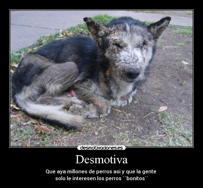 Desmotiva - Que aya millones de perros asi y que la gente
solo le interesen los perros ´´bonitos``