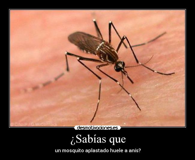 ¿Sabías que - un mosquito aplastado huele a anís?