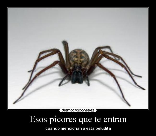 carteles tarantula picores desmotivaciones