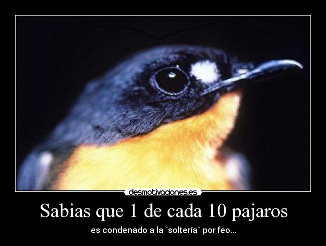 Sabias que 1 de cada 10 pajaros - es condenado a la `soltería´ por feo...