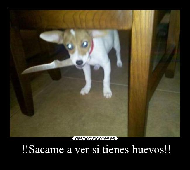 !!Sacame a ver si tienes huevos!! - 