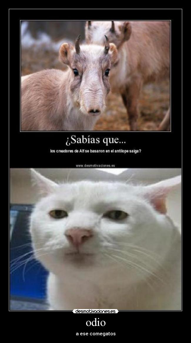 odio - a ese comegatos