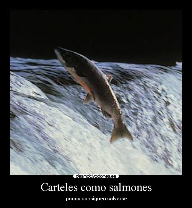 Carteles como salmones - 