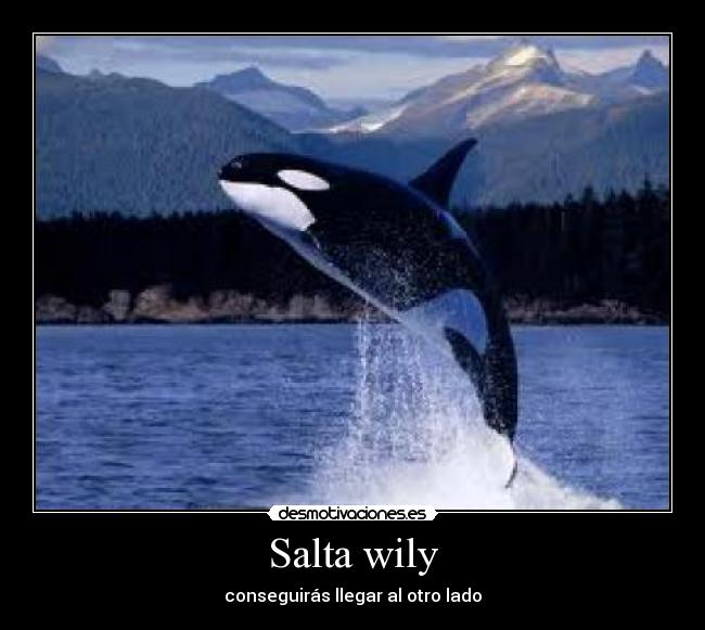 Salta wily - 