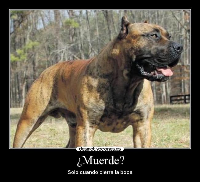 ¿Muerde? -