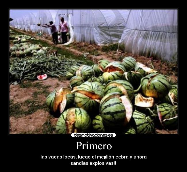Primero - las vacas locas, luego el mejillón cebra y ahora
sandías explosivas!! 