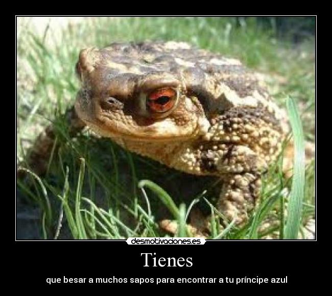 Tienes - que besar a muchos sapos para encontrar a tu príncipe azul