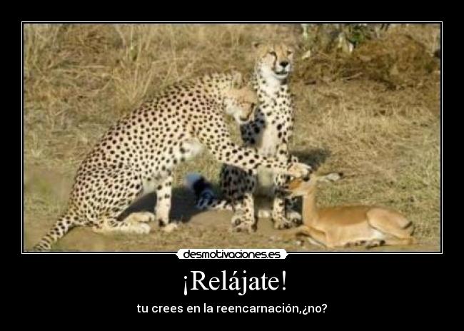 ¡Relájate! - tu crees en la reencarnación,¿no?