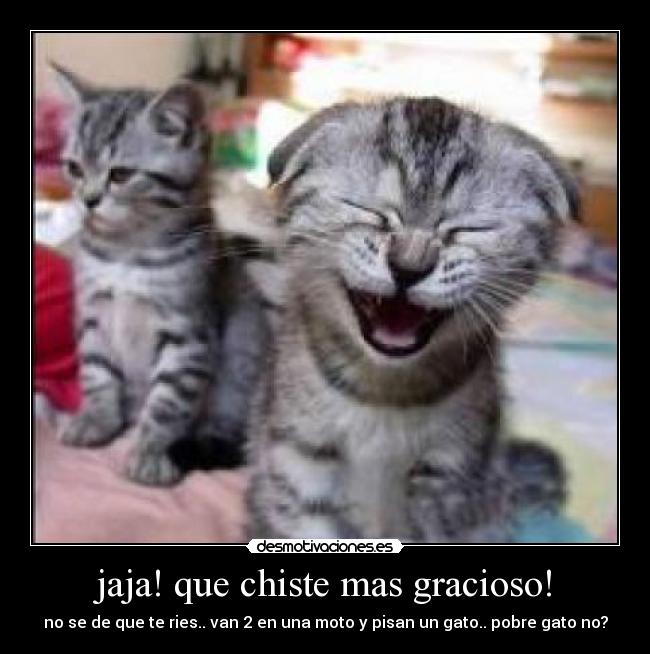 carteles chiste gato desmotivaciones
