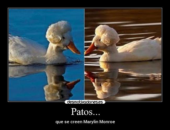 Patos... - 