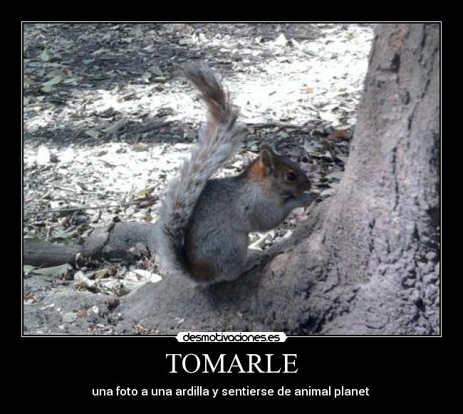 TOMARLE - una foto a una ardilla y sentierse de animal planet