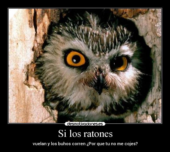 carteles animales amor desmotivaciones