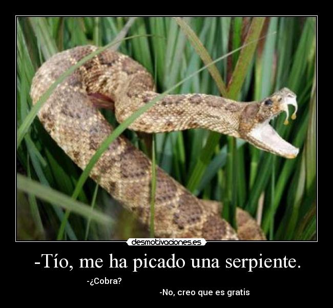 -Tío, me ha picado una serpiente. - 